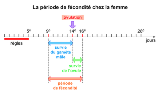 date de fécondité date de fécondité